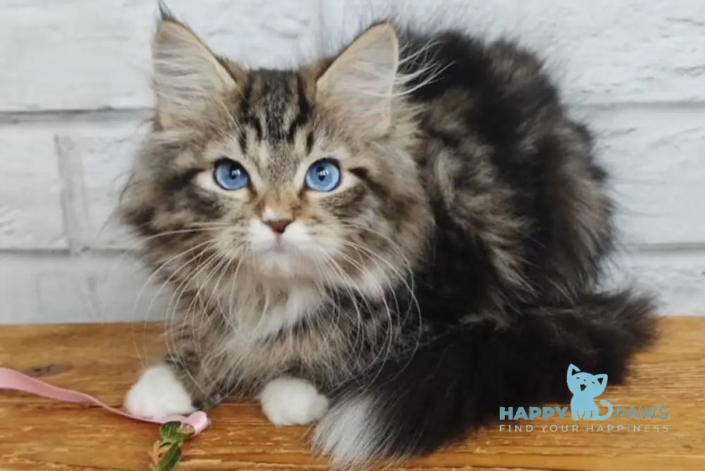 Virginia Siberian female seal tabby bicolour live animals