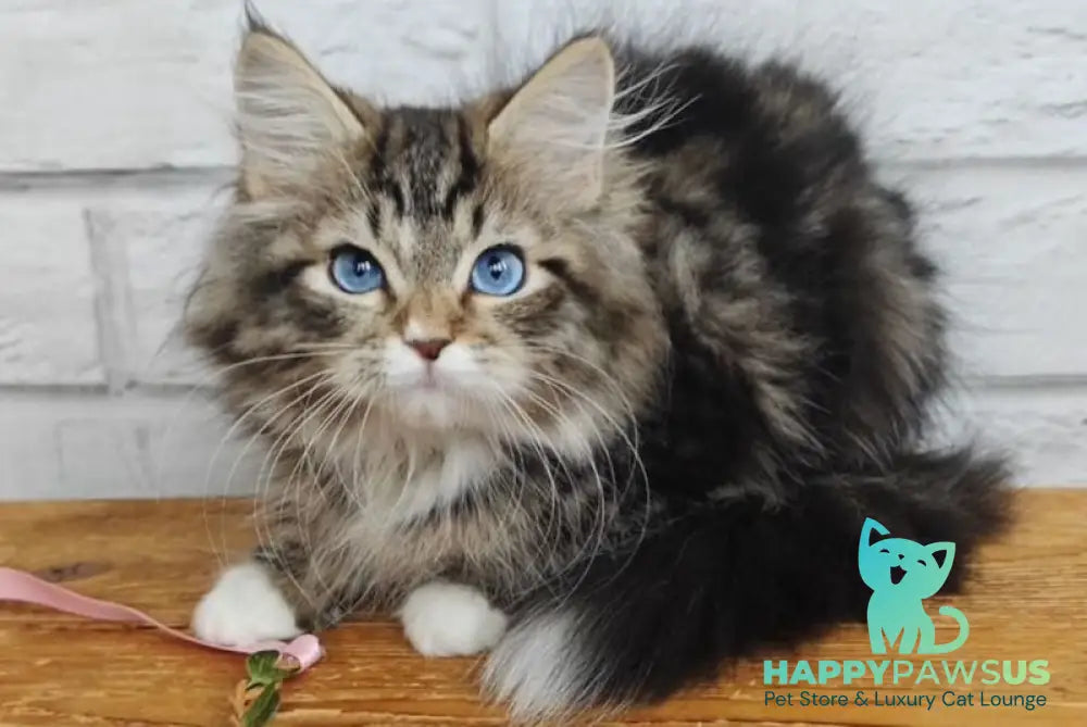 Virginia Siberian female seal tabby bicolour live animals
