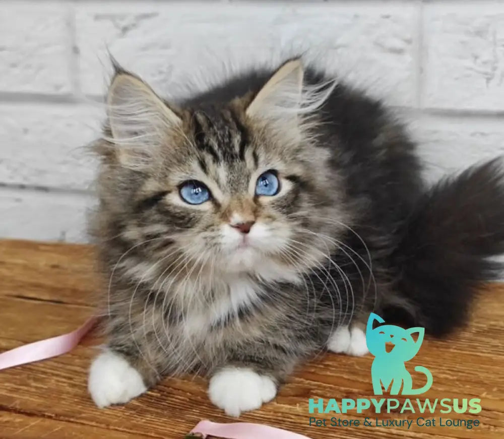 Virginia Siberian female seal tabby bicolour live animals