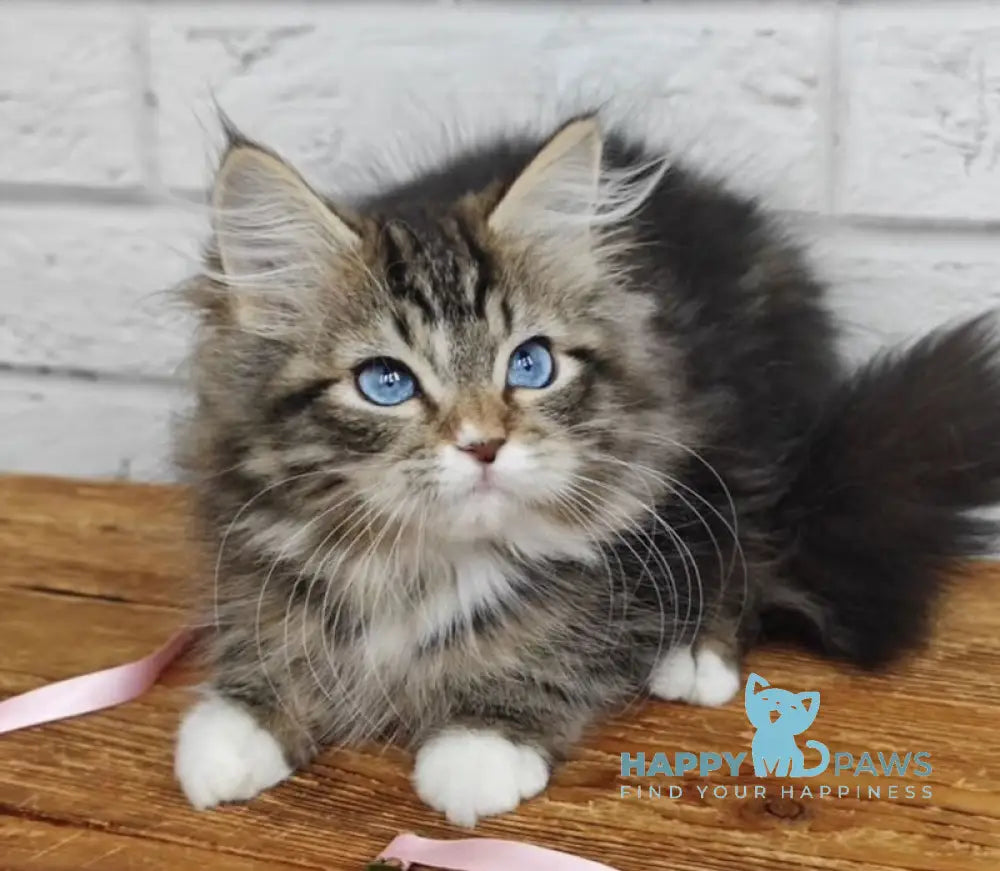 Virginia Siberian female seal tabby bicolour live animals