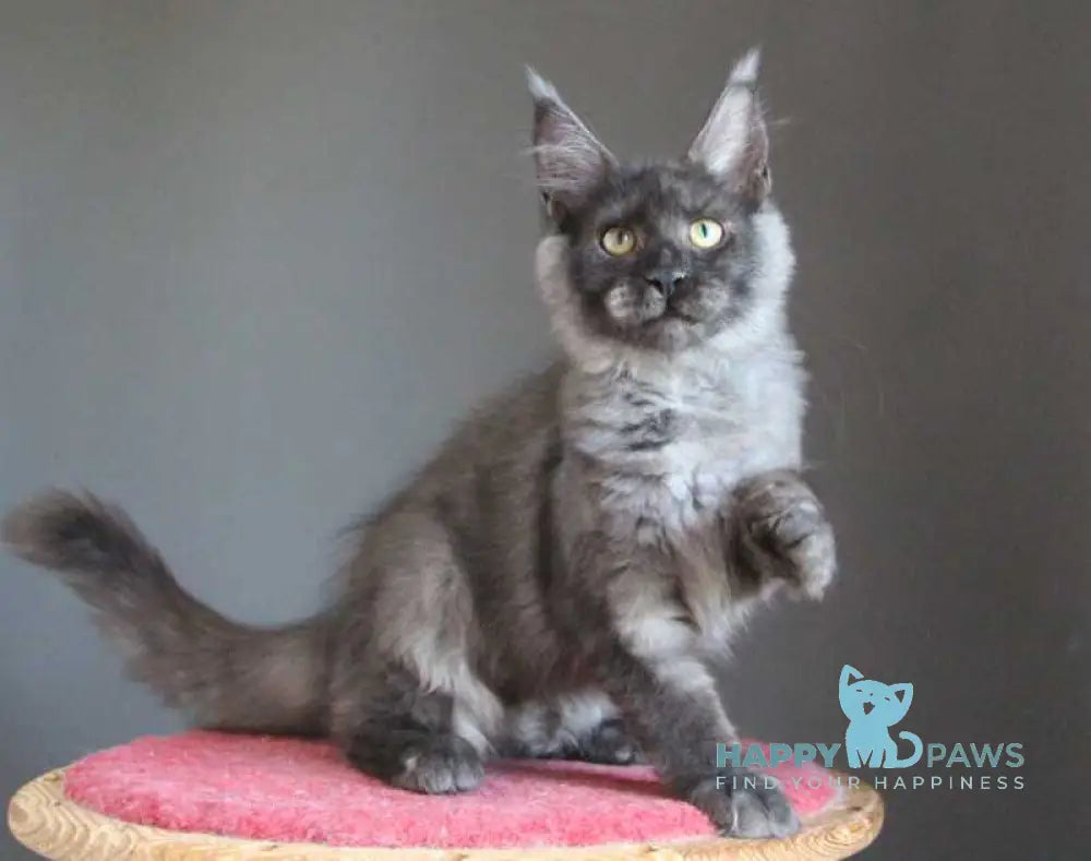 Vishenka Maine Coon female black silver live animals