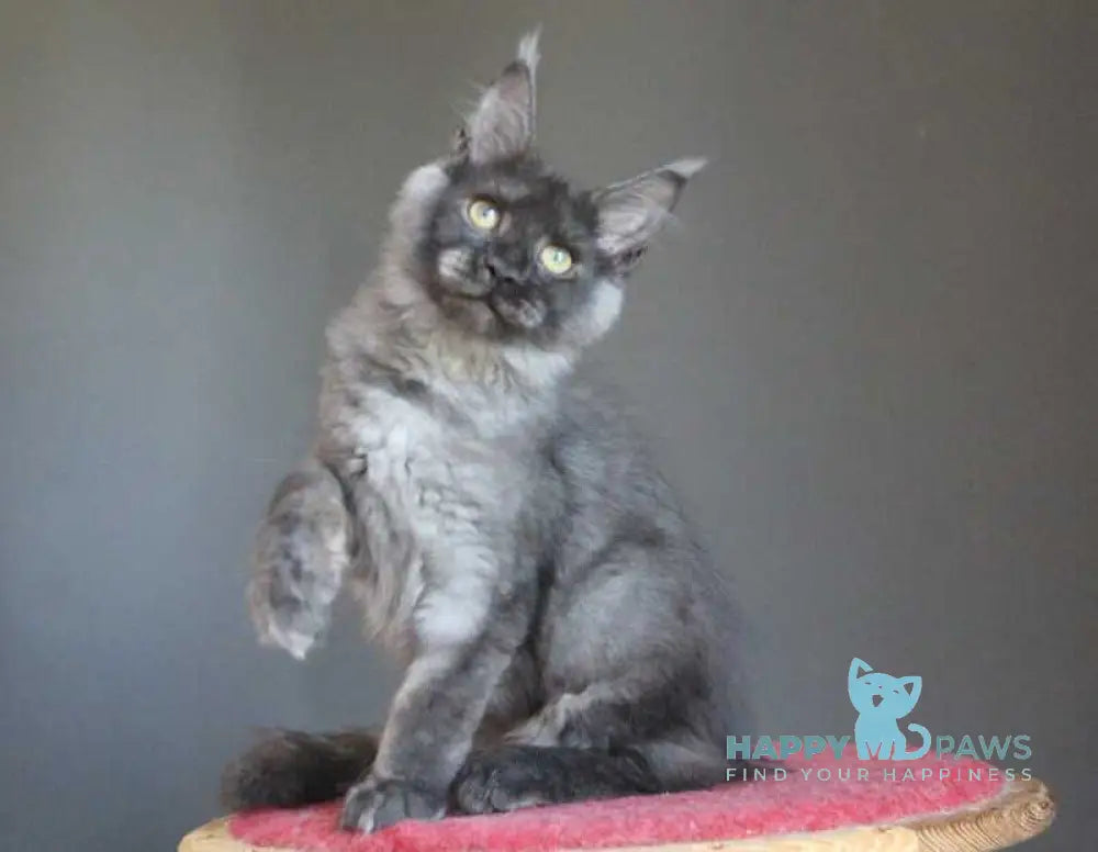 Vishenka Maine Coon female black silver live animals