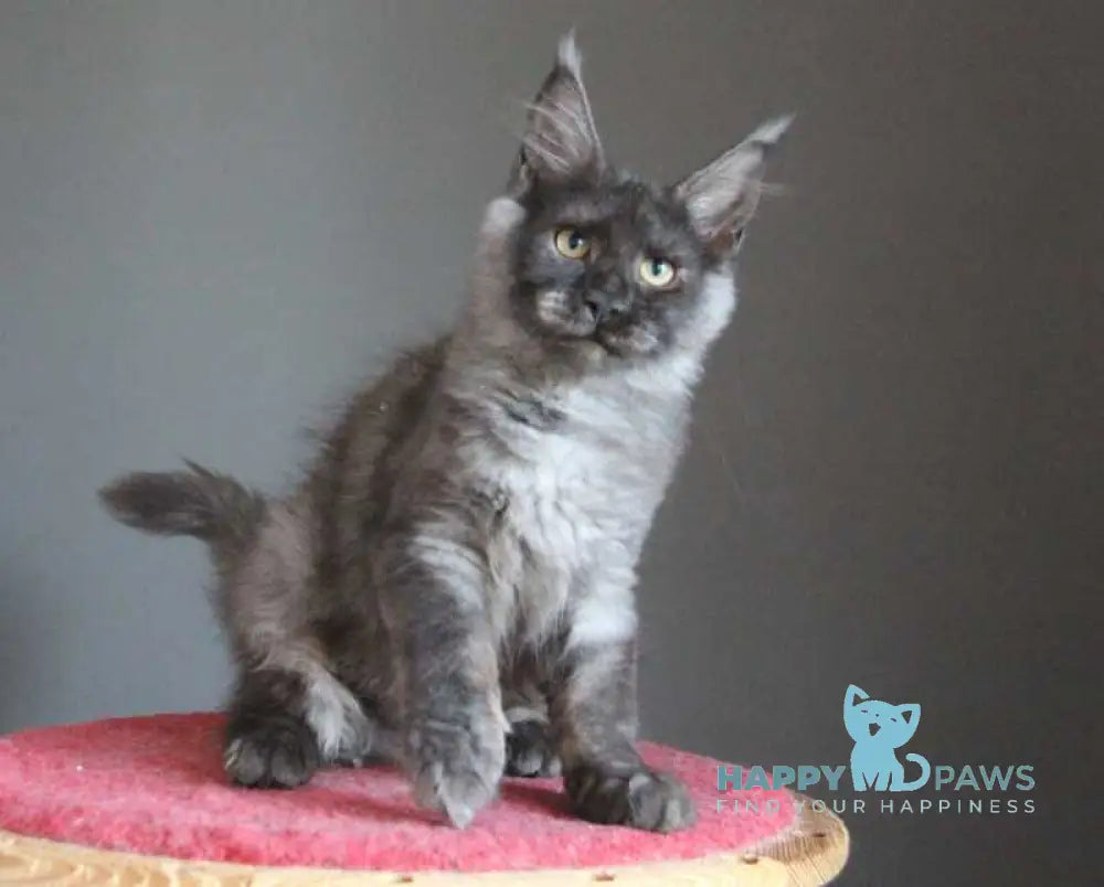 Vishenka Maine Coon female black silver live animals