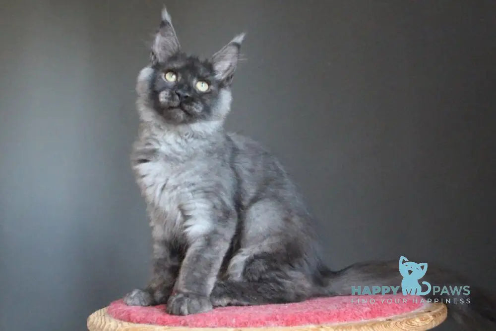 Vishenka Maine Coon female black silver live animals