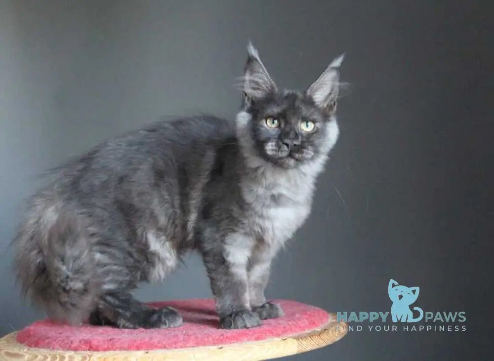 Vishenka Maine Coon female black silver live animals