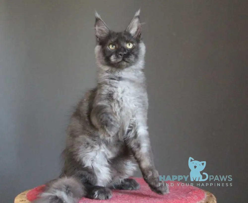 Vishenka Maine Coon female black silver live animals