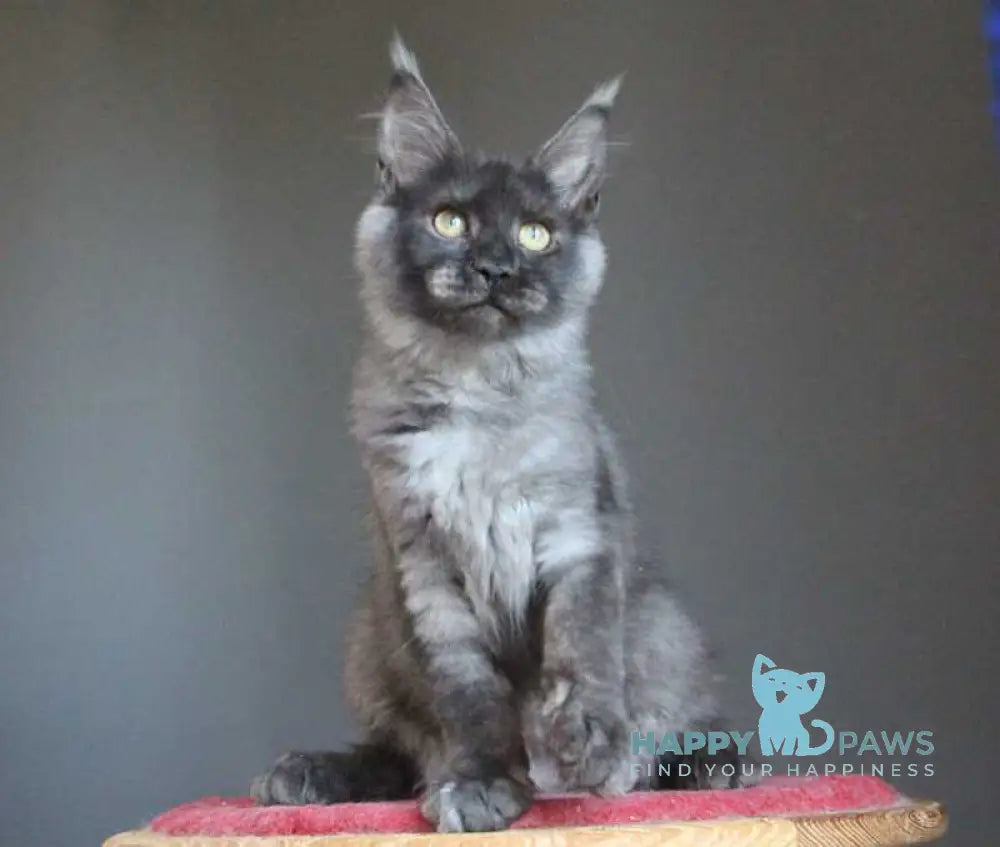Vishenka Maine Coon female black silver live animals