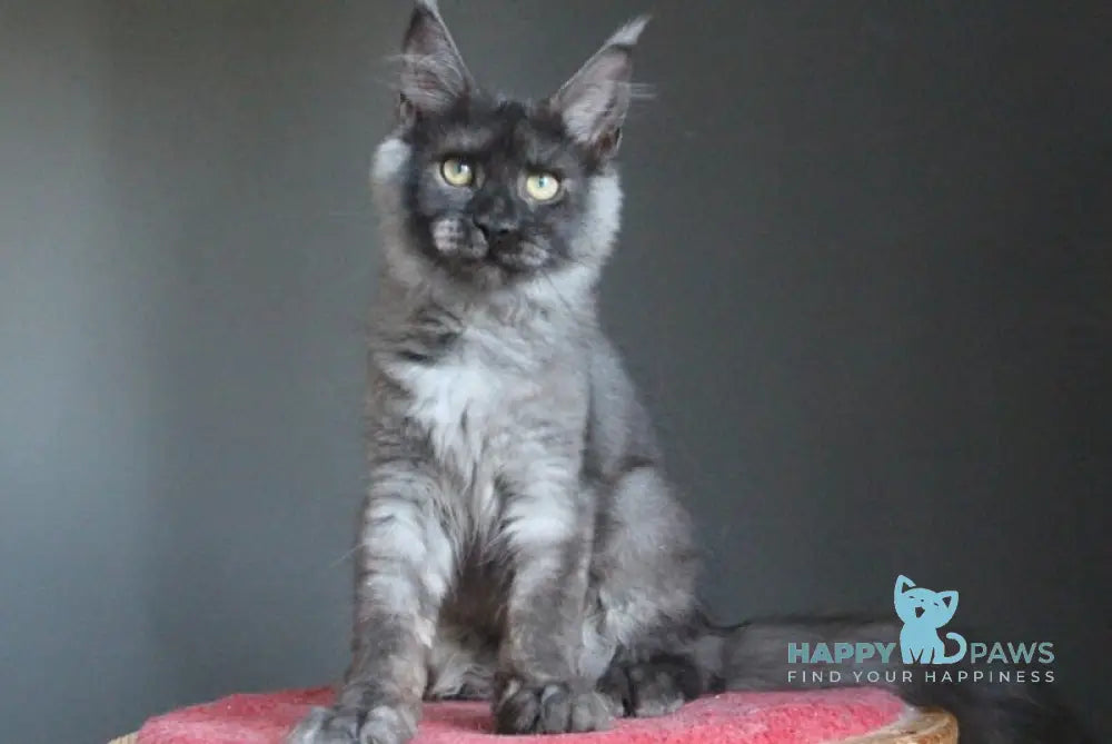 Vishenka Maine Coon female black silver live animals