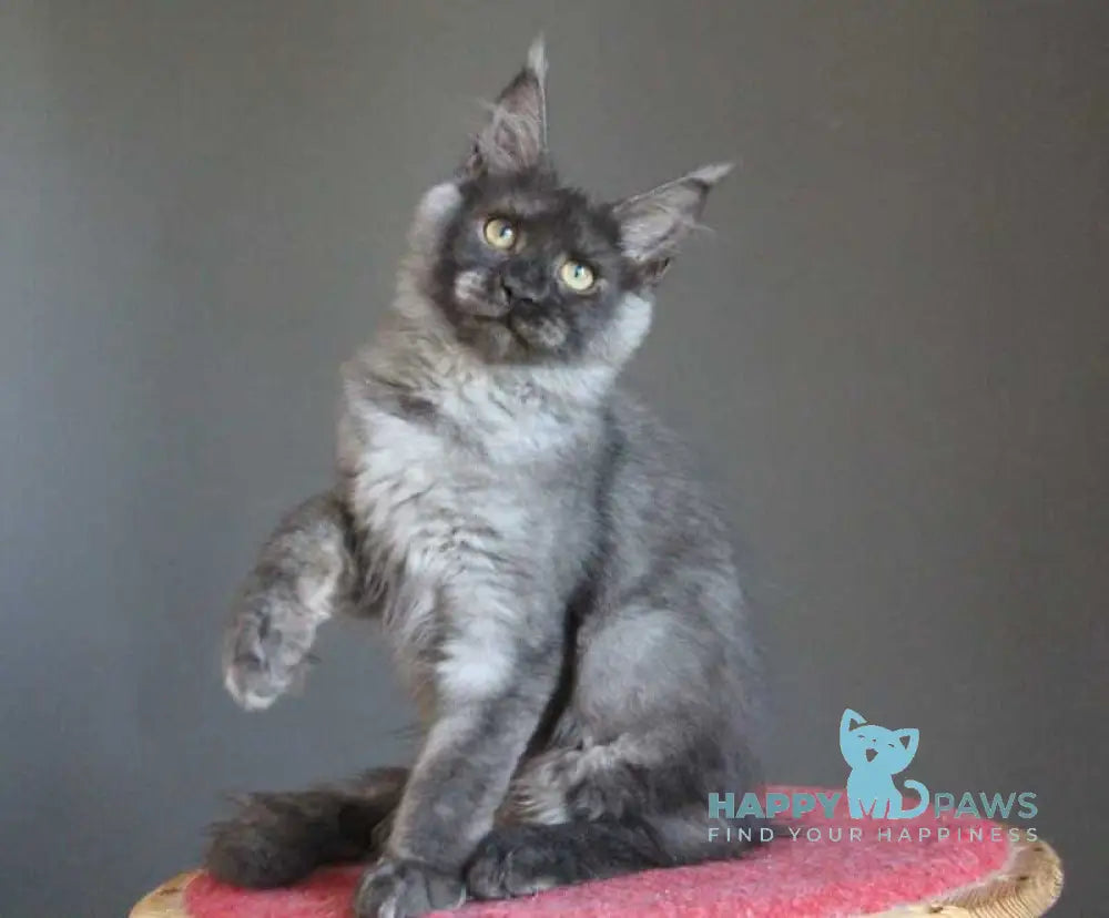 Vishenka Maine Coon female black silver live animals