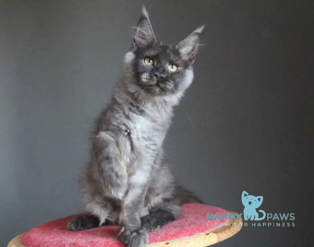 Vishenka Maine Coon female black silver live animals