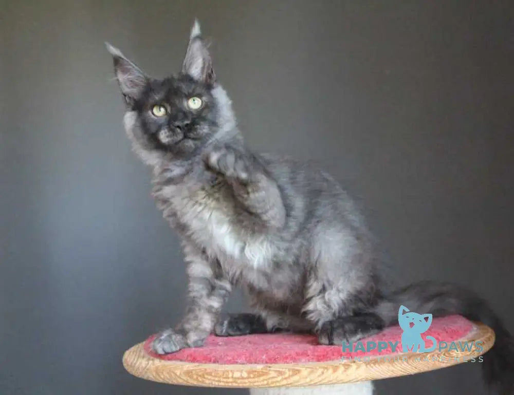 Vishenka Maine Coon female black silver live animals