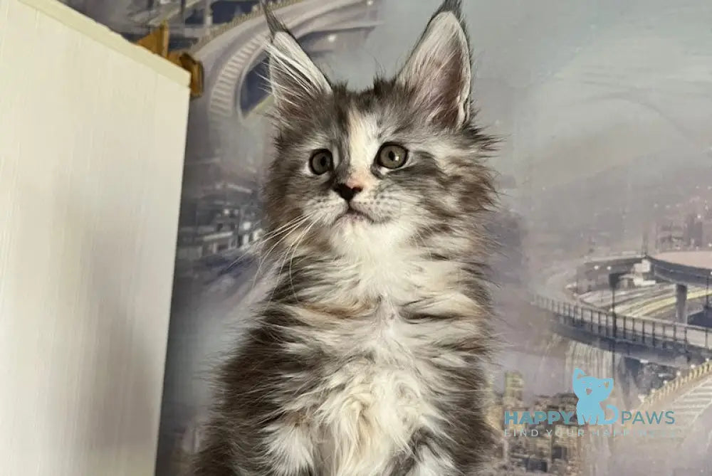 Vishnya Maine Coon female black tortie silver spotted tabby with white live animals