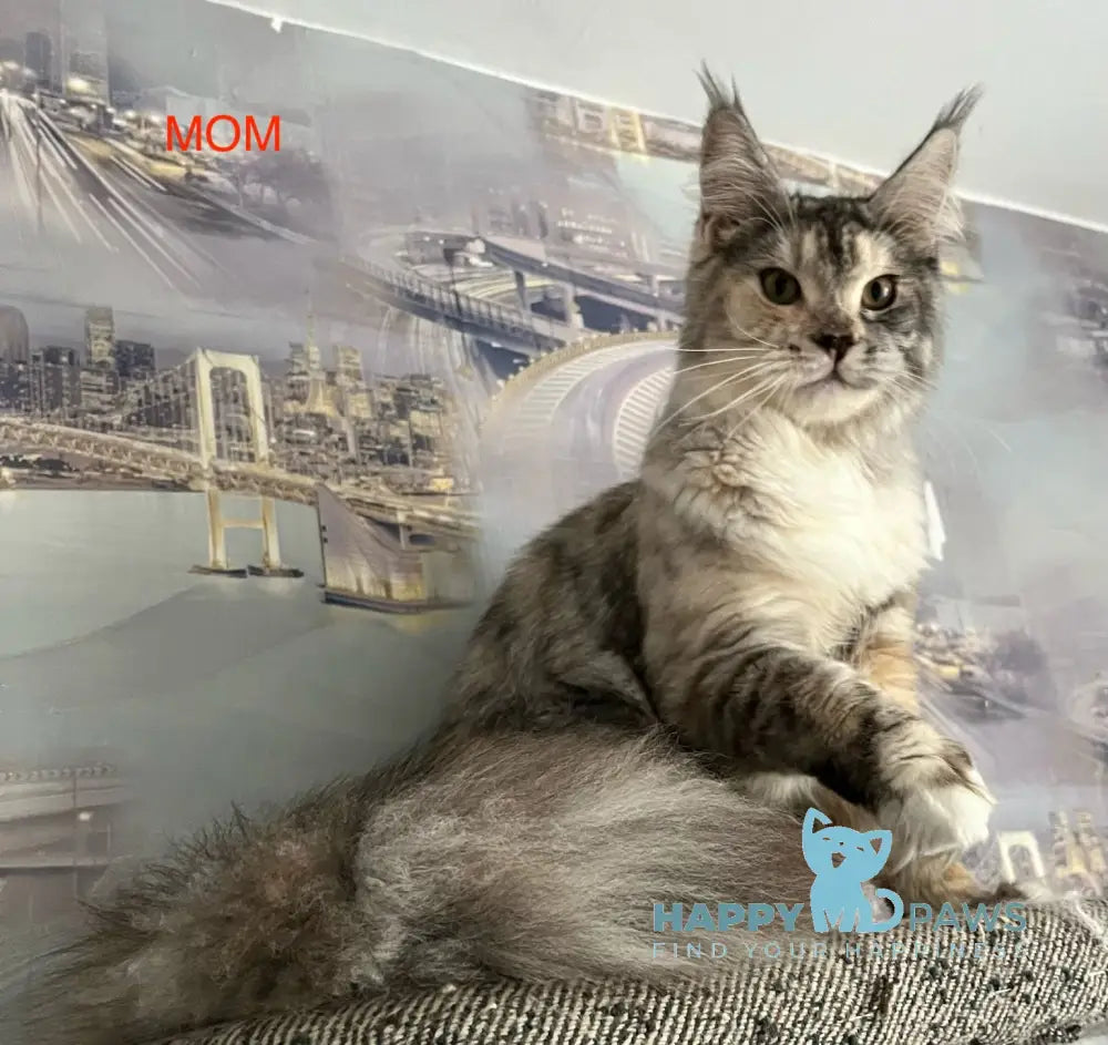 Vishnya Maine Coon female black tortie silver spotted tabby with white live animals
