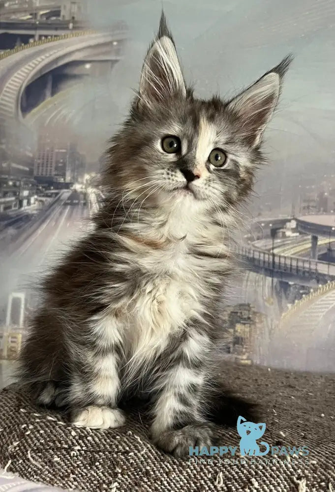 Vishnya Maine Coon female black tortie silver spotted tabby with white live animals