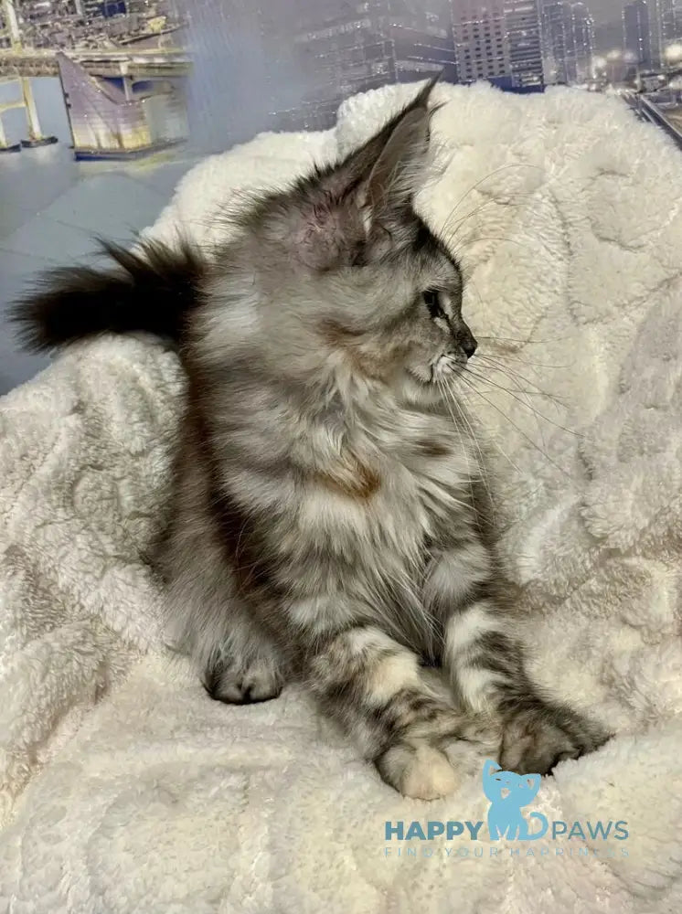 Vishnya Maine Coon female black tortie silver spotted tabby with white live animals