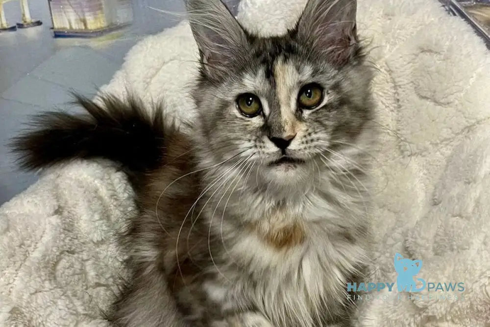 Vishnya Maine Coon female black tortie silver spotted tabby with white live animals