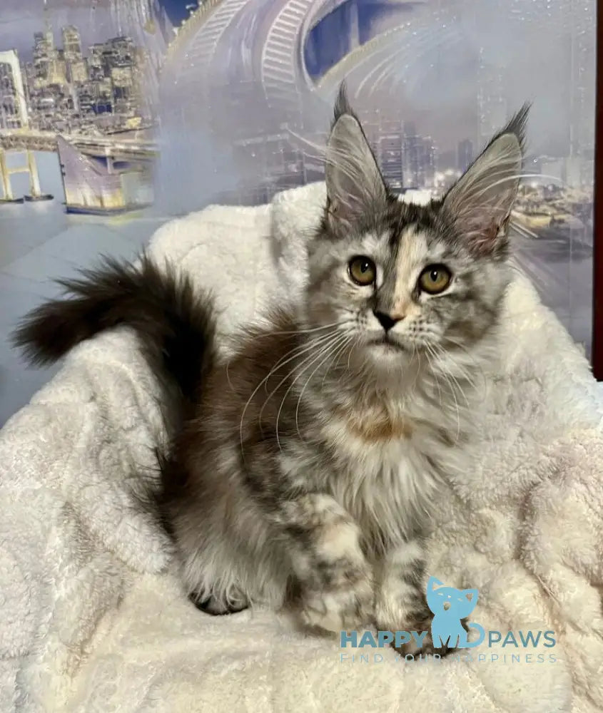 Vishnya Maine Coon female black tortie silver spotted tabby with white live animals