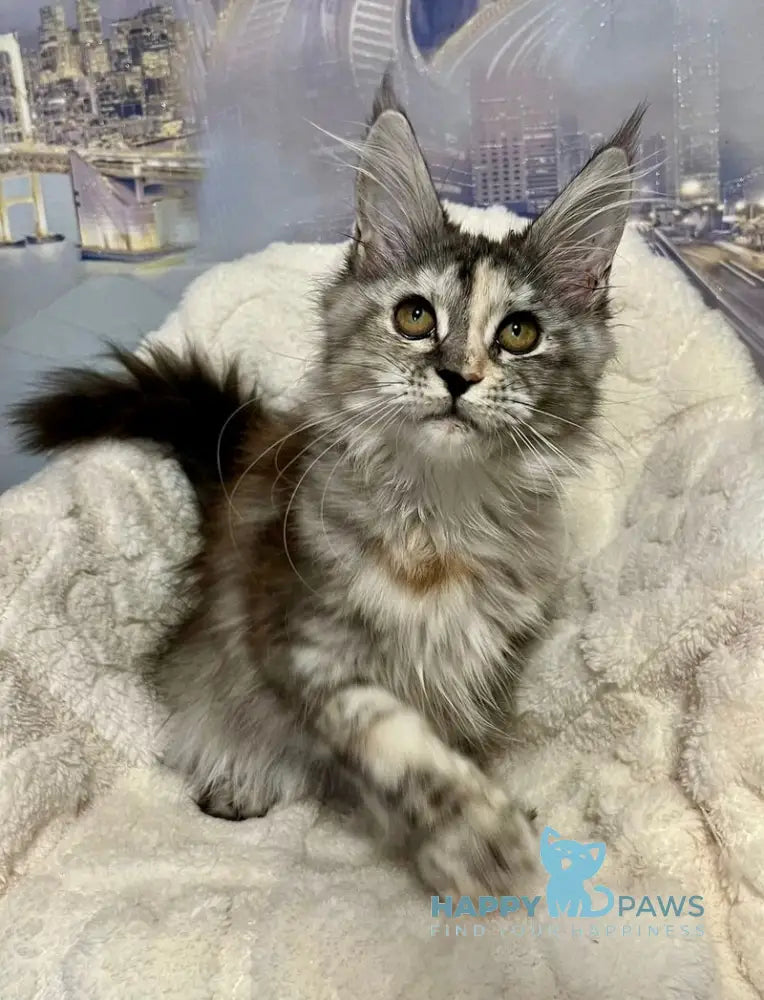 Vishnya Maine Coon female black tortie silver spotted tabby with white live animals