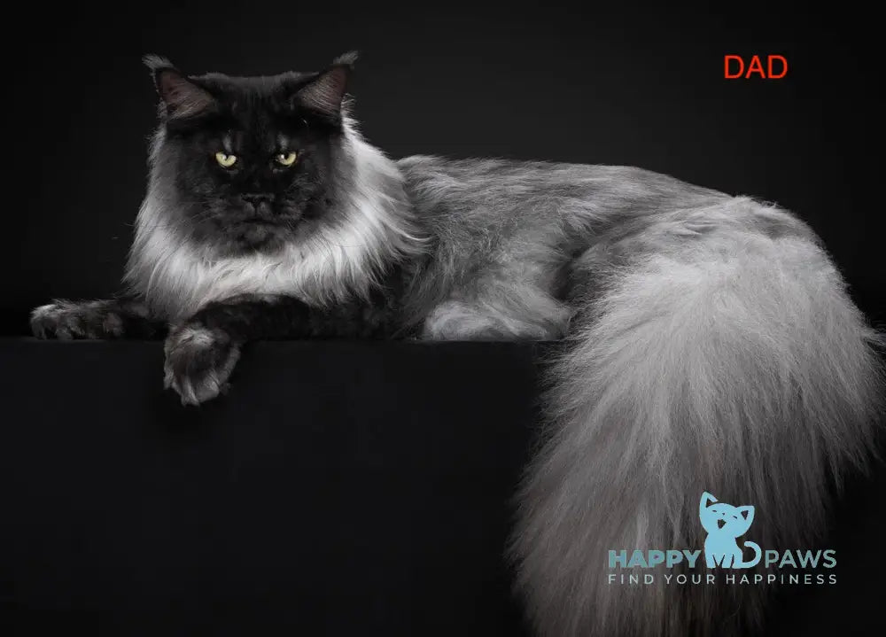 Vishnya Maine Coon female black tortie silver spotted tabby with white live animals