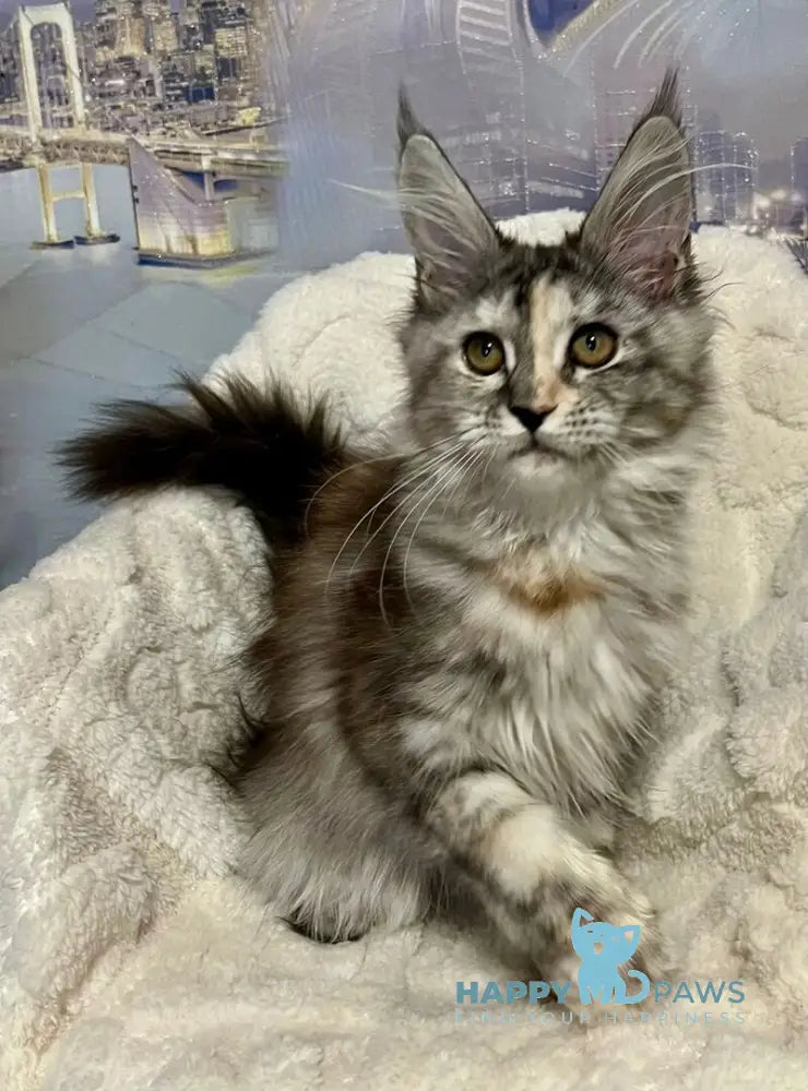 Vishnya Maine Coon female black tortie silver spotted tabby with white live animals