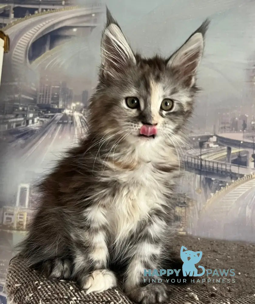Vishnya Maine Coon female black tortie silver spotted tabby with white live animals