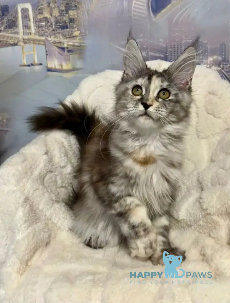 Vishnya Maine Coon female black tortie silver spotted tabby with white live animals