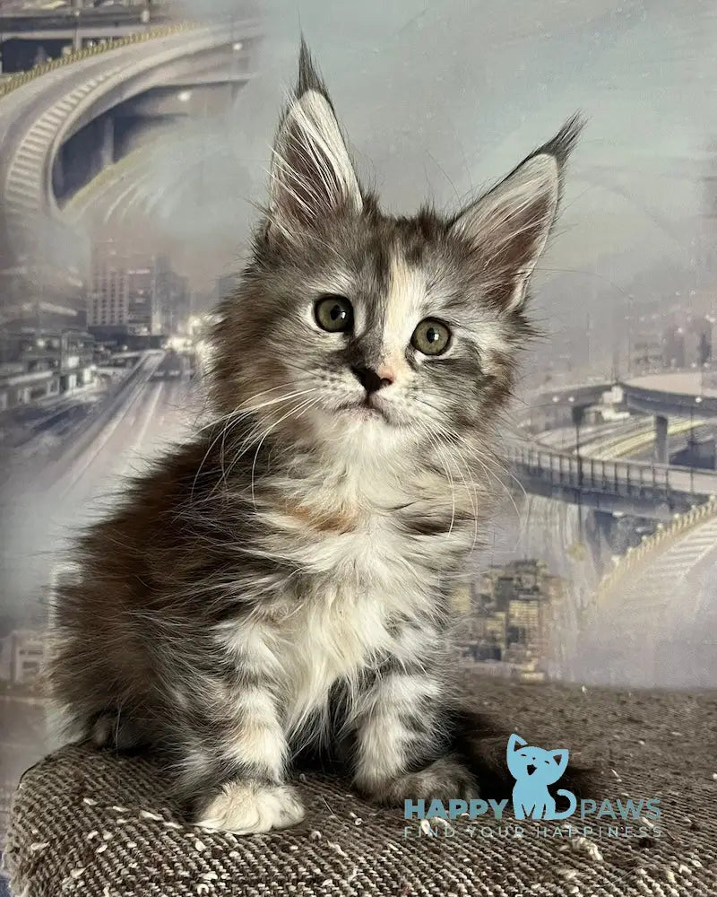 Vishnya Maine Coon female black tortie silver spotted tabby with white live animals
