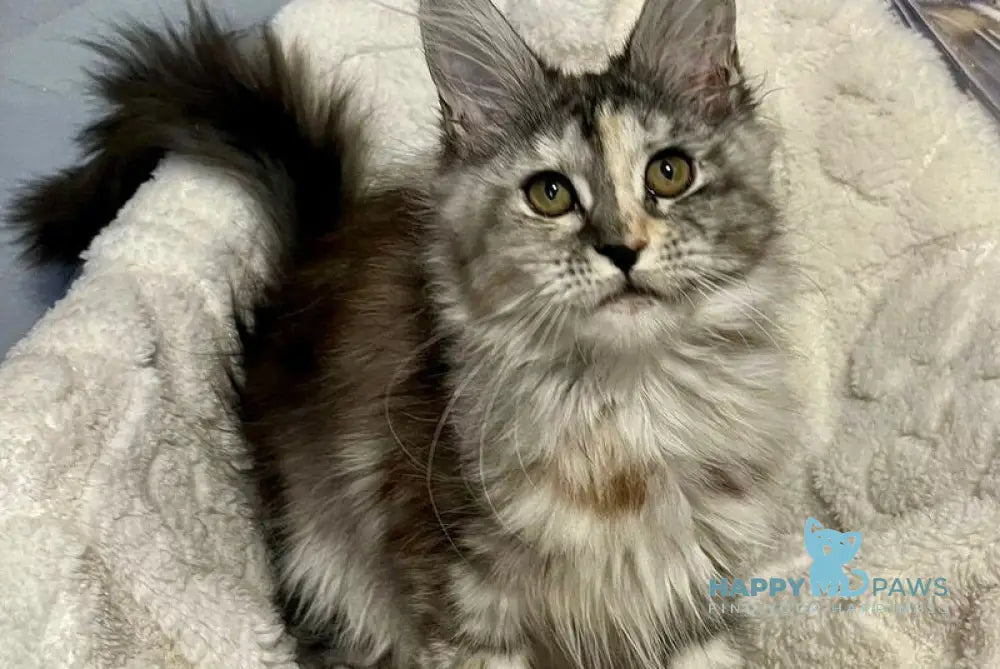 Vishnya Maine Coon female black tortie silver spotted tabby with white live animals
