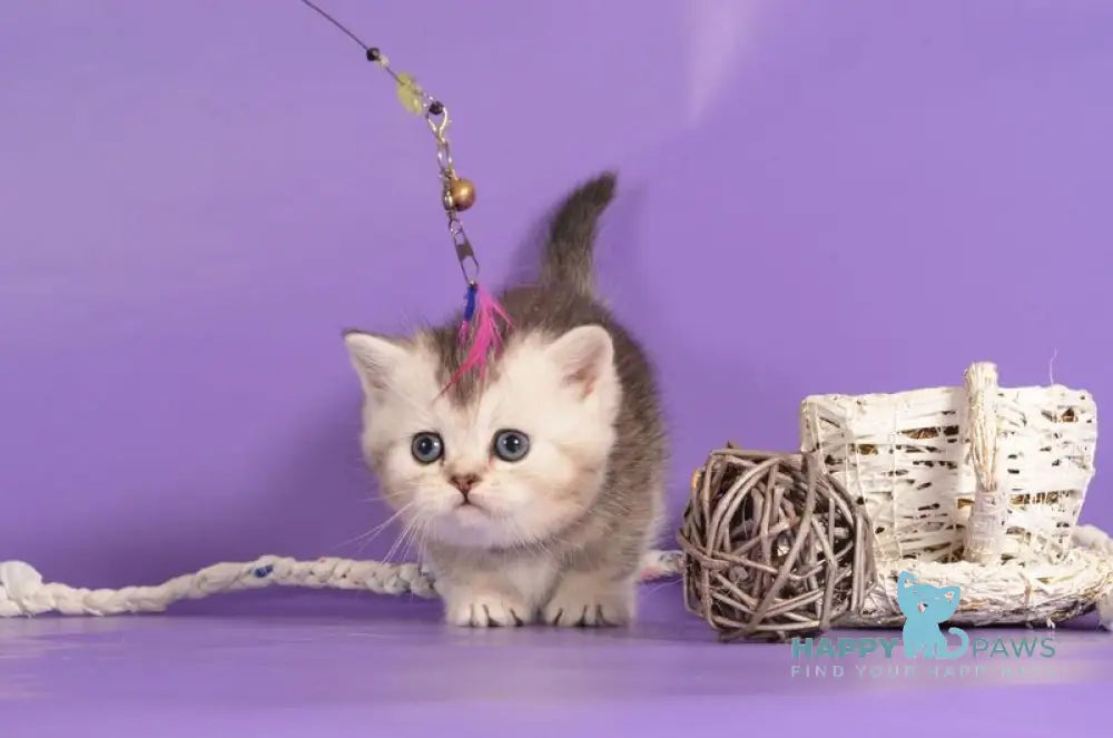 Vishnya Munchkin female black silver bicolour live animals