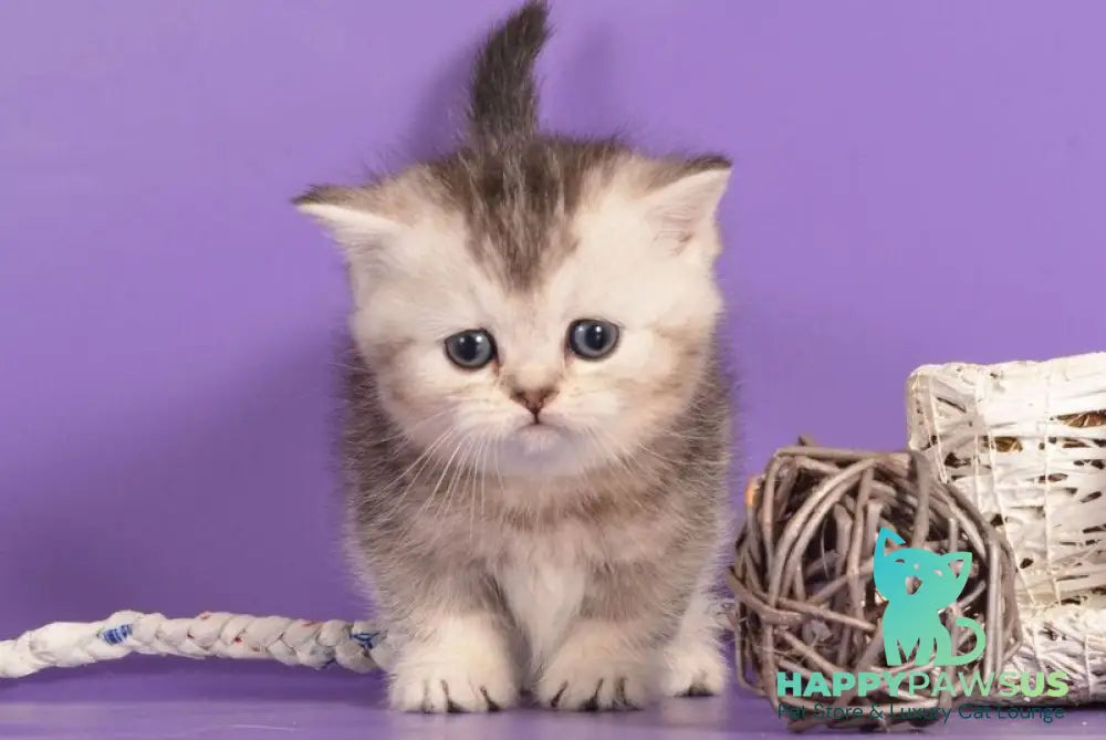 Vishnya Munchkin female black silver bicolour live animals