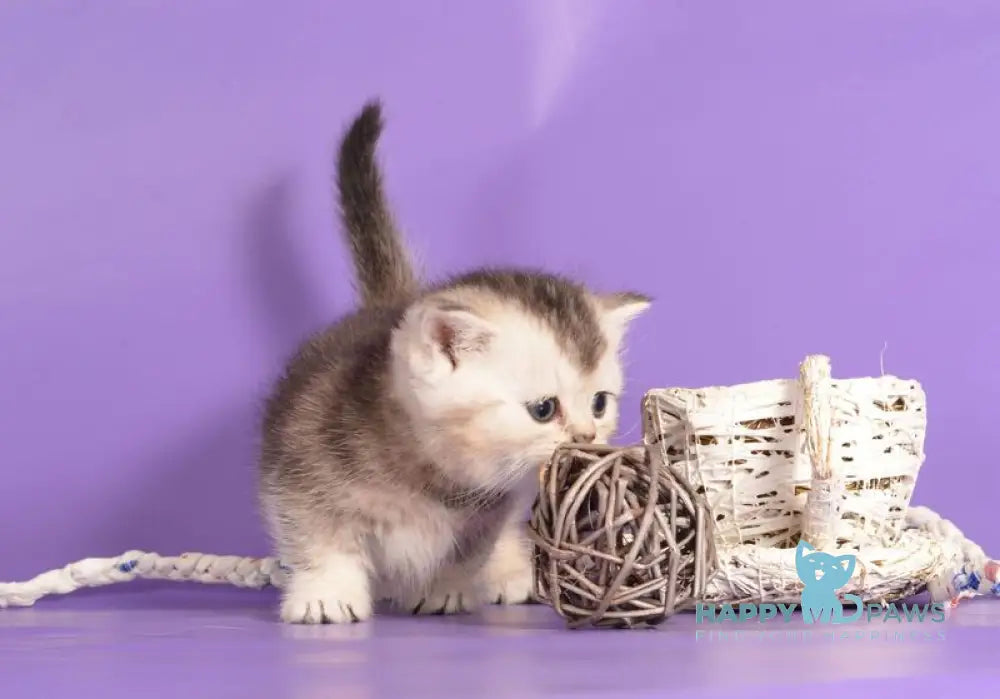 Vishnya Munchkin female black silver bicolour live animals