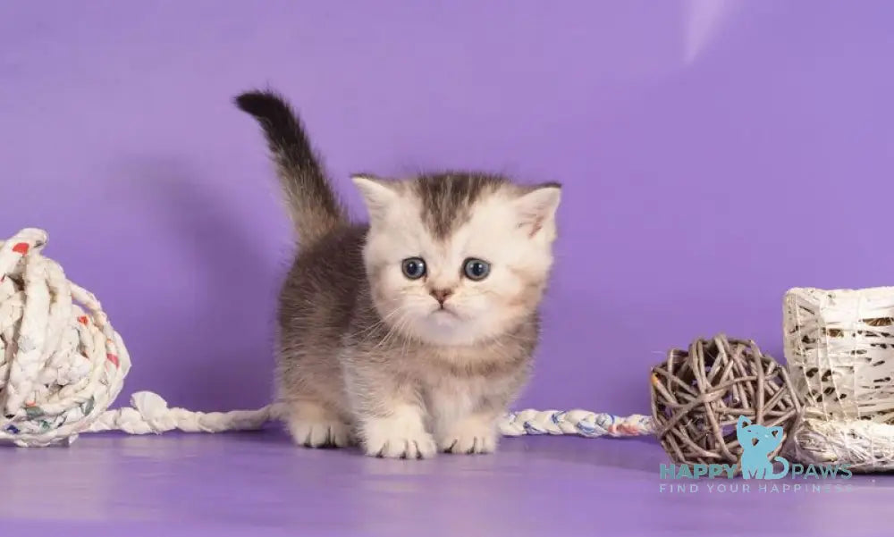 Vishnya Munchkin female black silver bicolour live animals