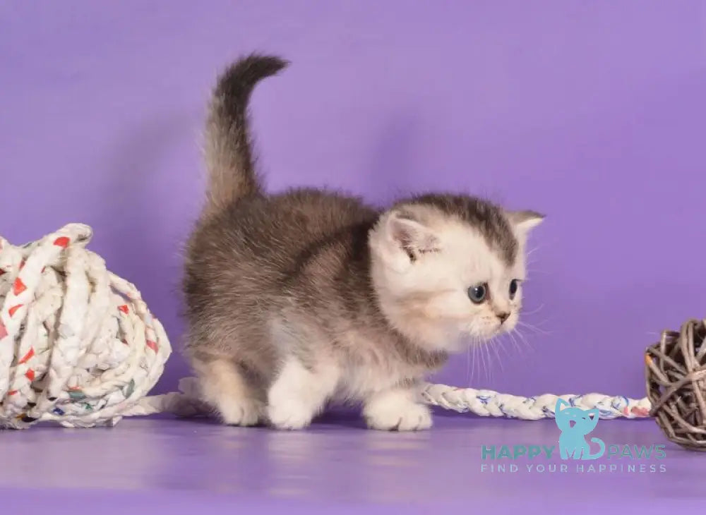 Vishnya Munchkin female black silver bicolour live animals