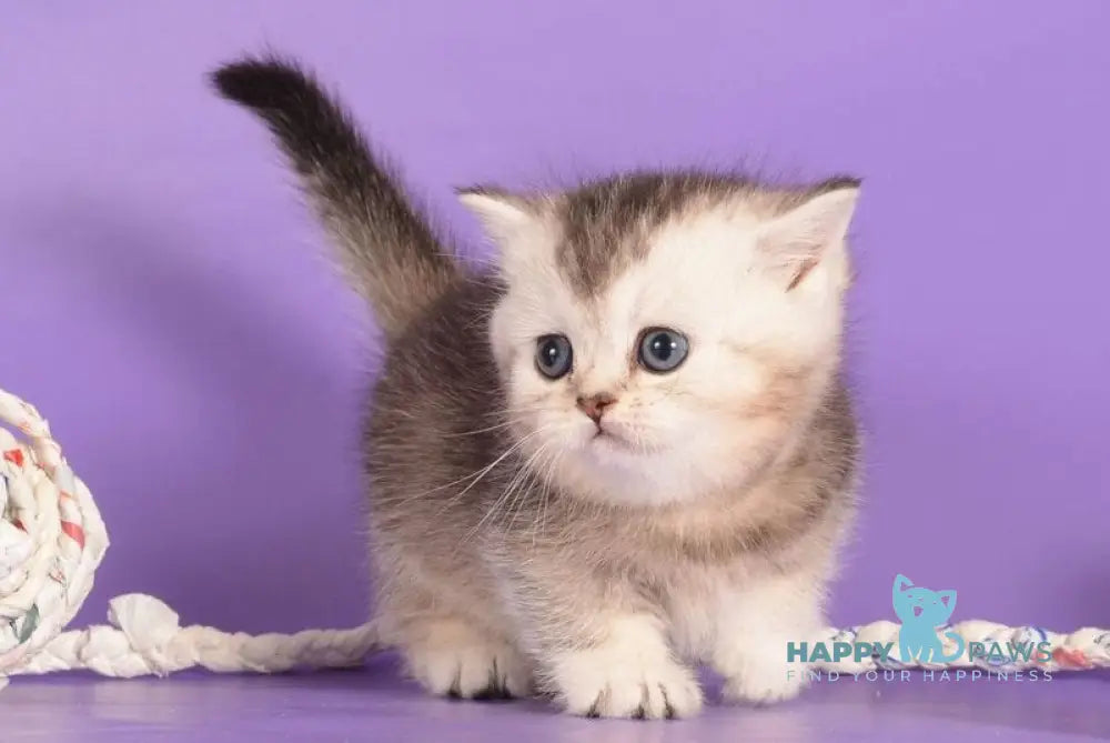 Vishnya Munchkin female black silver bicolour live animals
