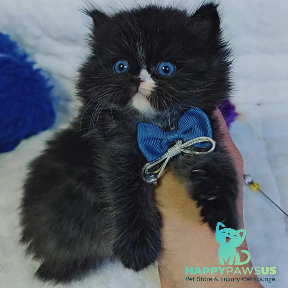 Vision Scottish Straight male black with white - live animals