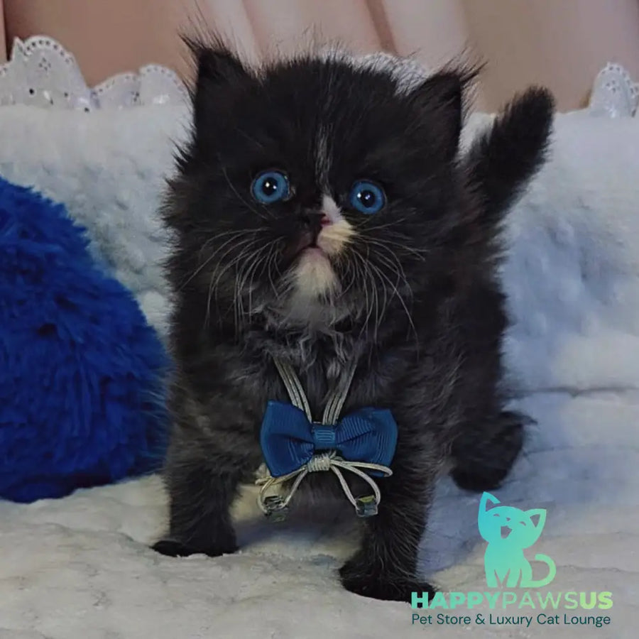 Vision Scottish Straight male black with white - live animals