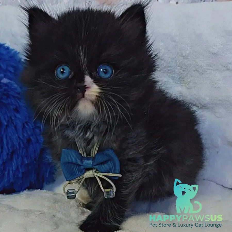 Vision Scottish Straight male black with white - live animals