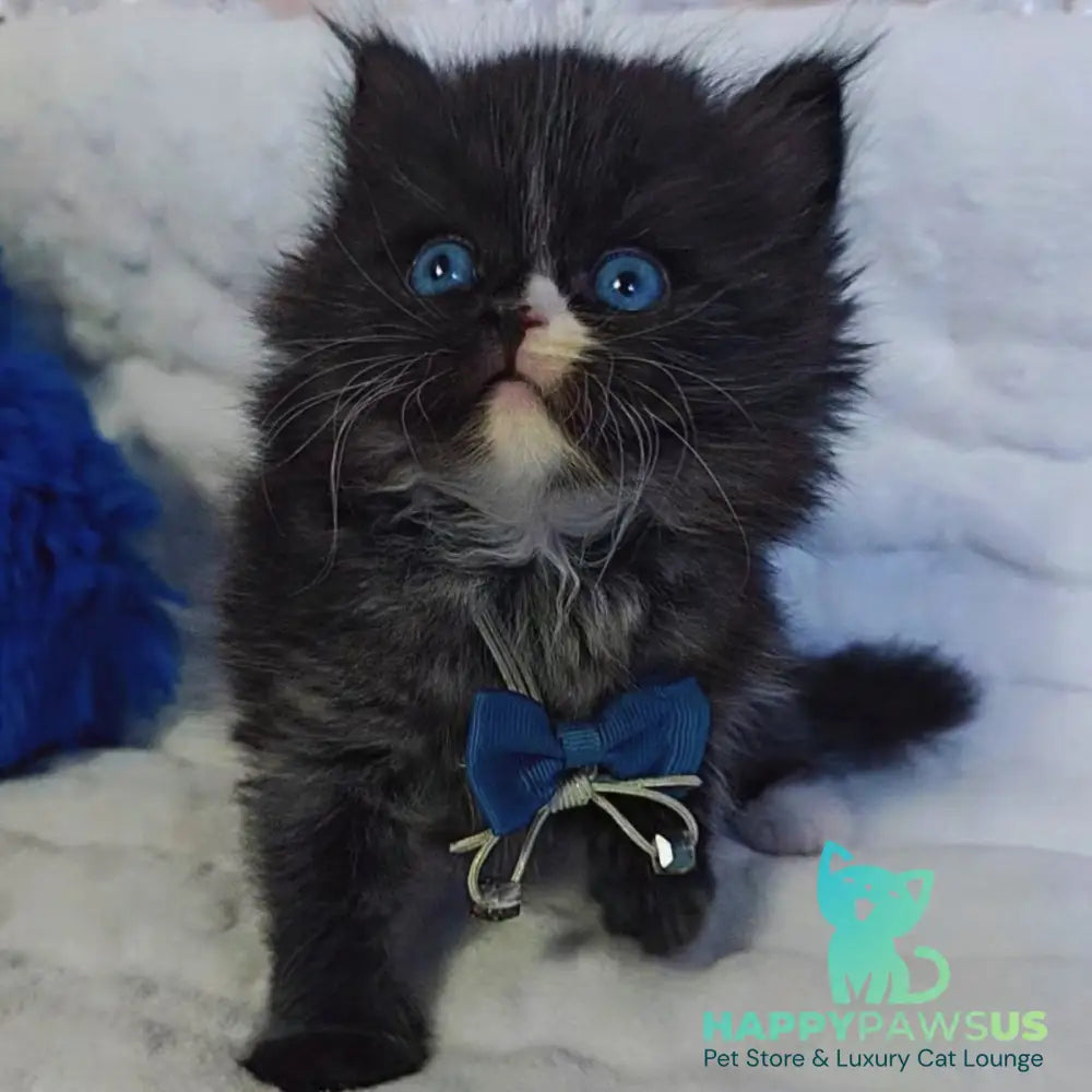 Vision Scottish Straight male black with white - live animals