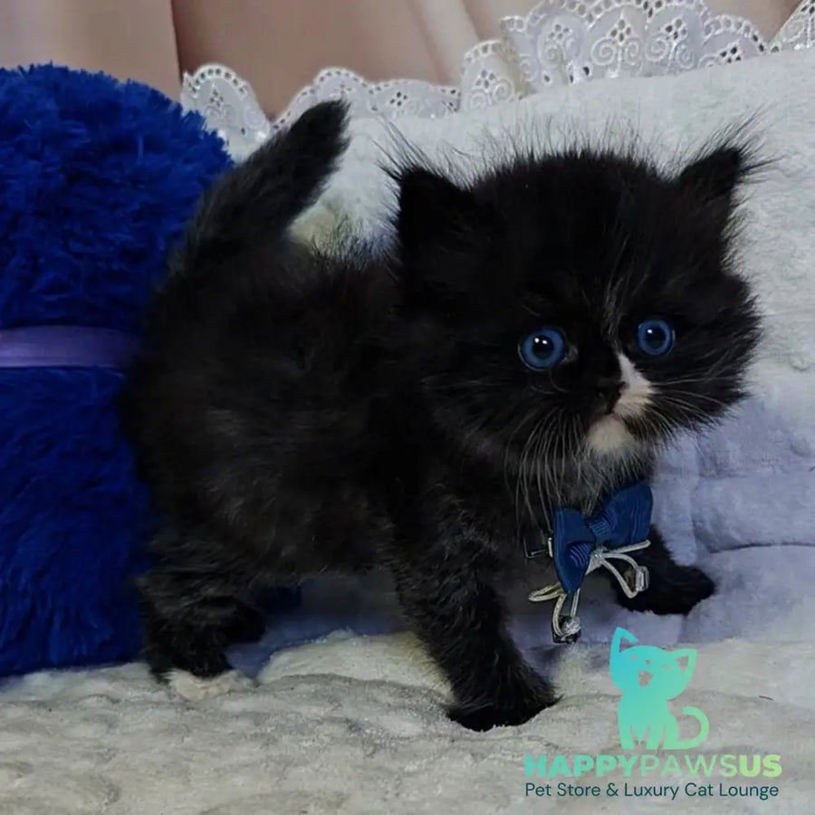 Vision Scottish Straight male black with white - live animals