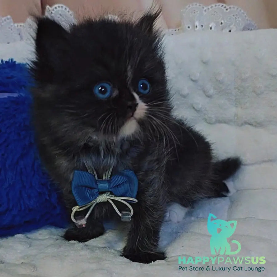 Vision Scottish Straight male black with white - live animals