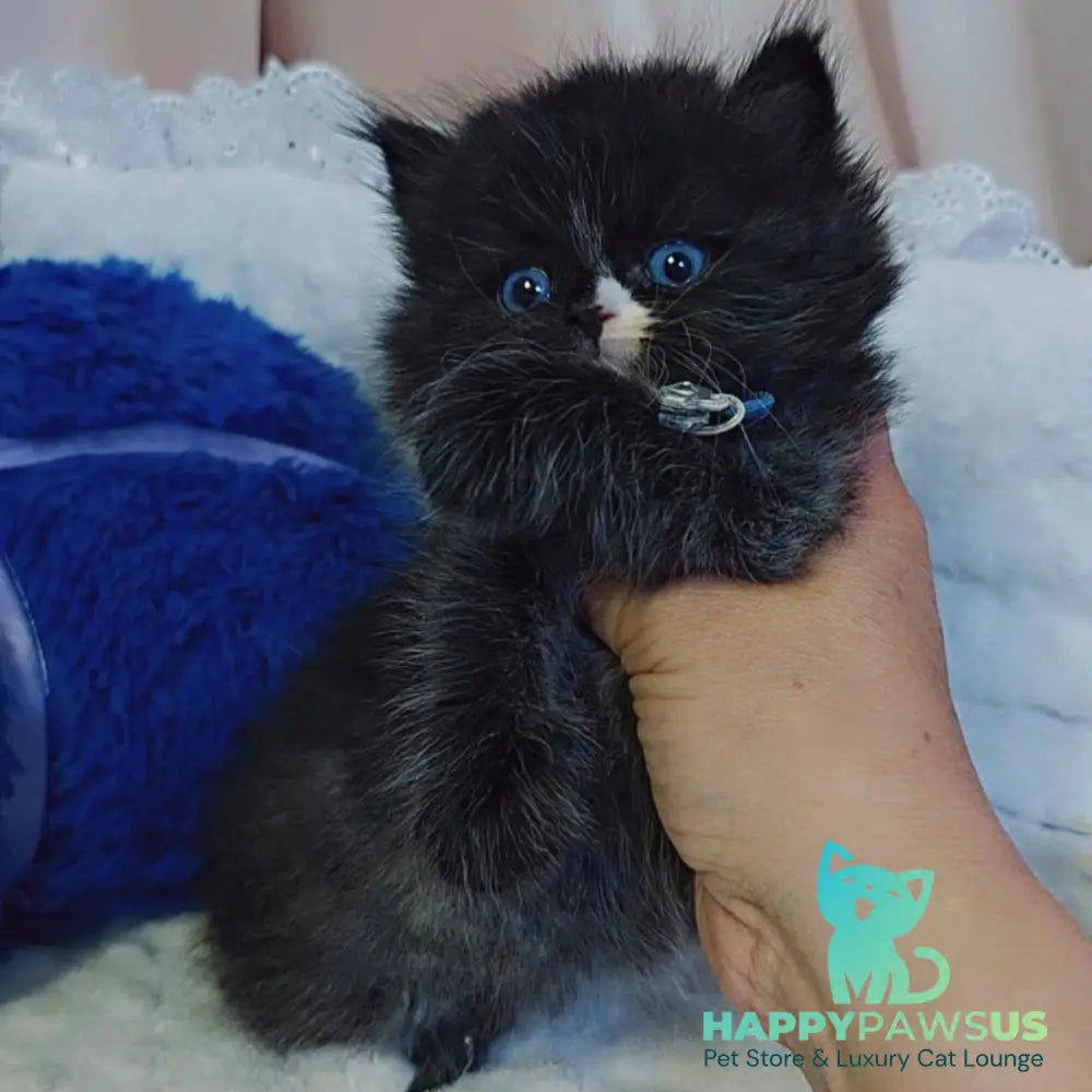 Vision Scottish Straight male black with white - live animals