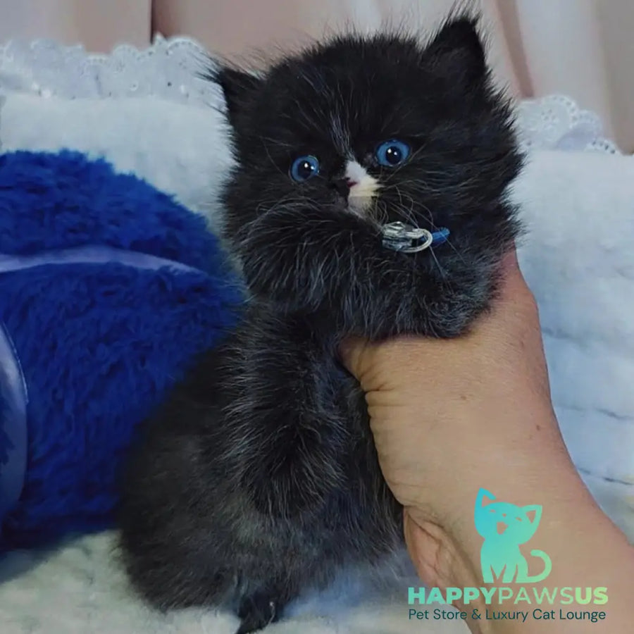 Vision Scottish Straight male black with white - live animals