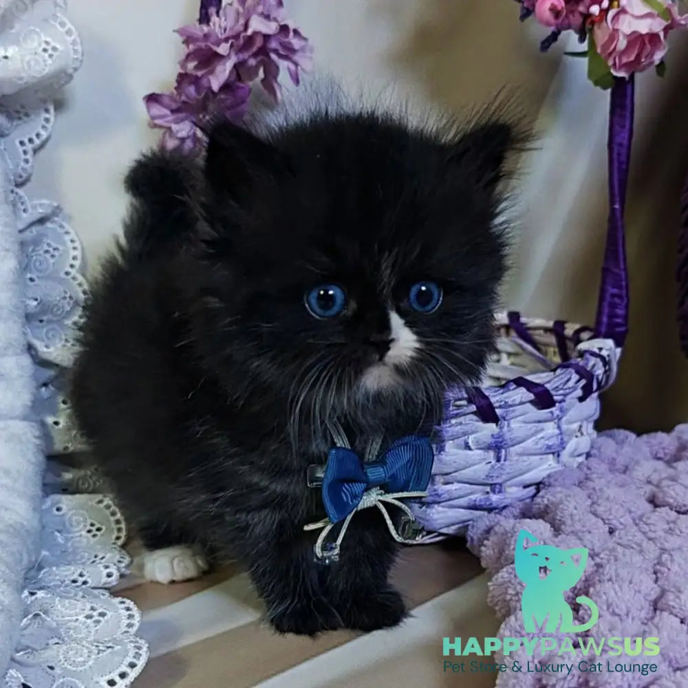Vision Scottish Straight male black with white - live animals