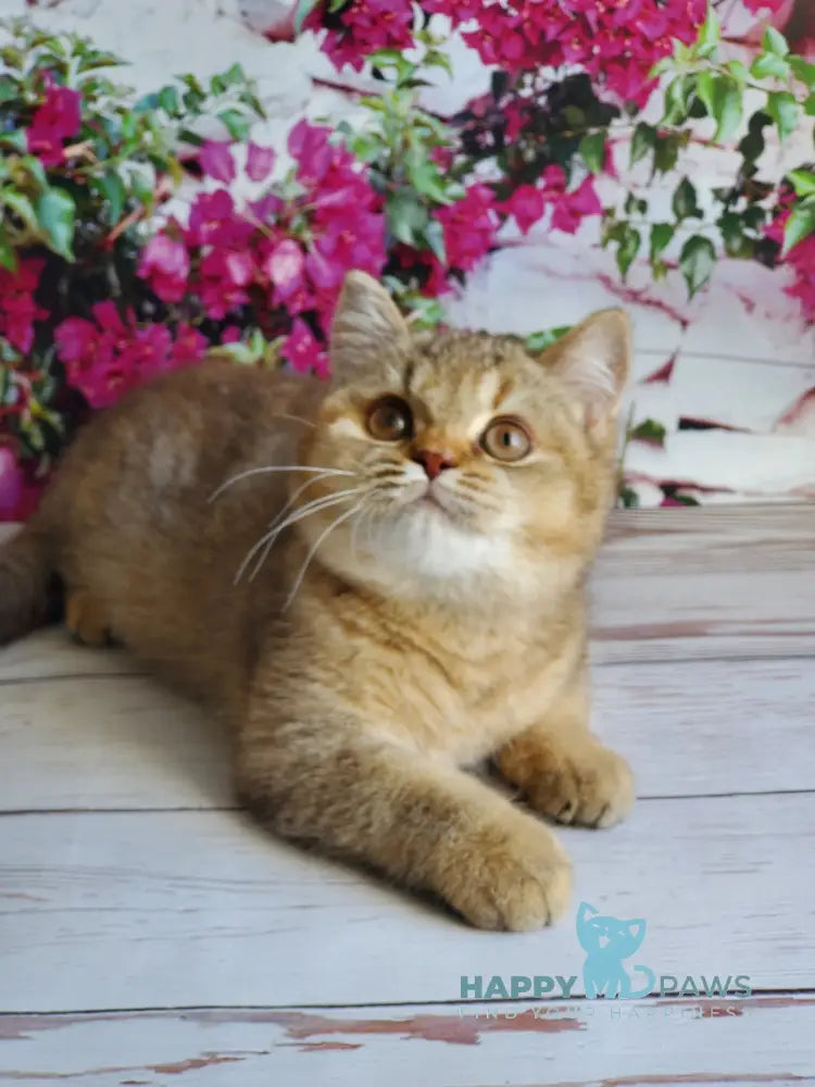 Vita British Shorthair female chocolate tortie golden shaded live animals
