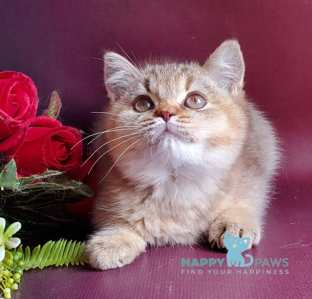 Vita British Shorthair female chocolate tortie golden shaded live animals