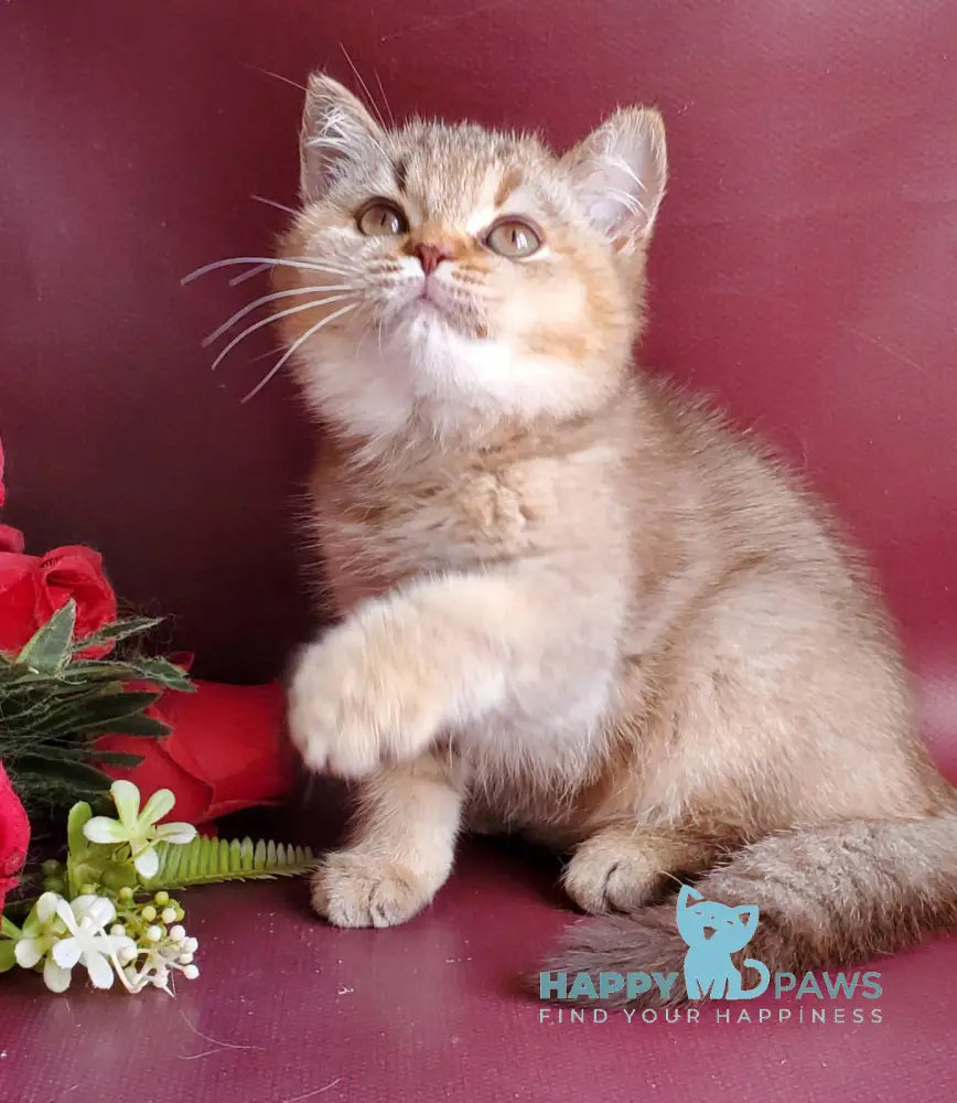 Vita British Shorthair female chocolate tortie golden shaded live animals
