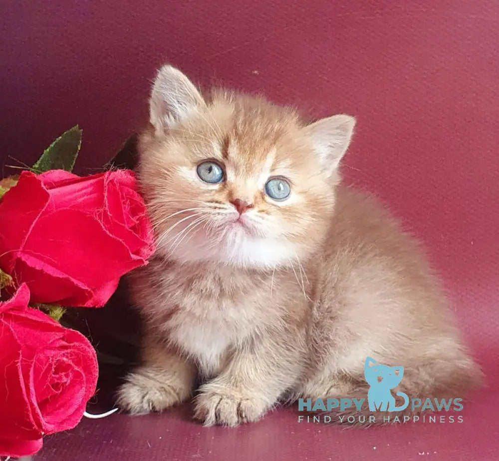 Vita British Shorthair female chocolate tortie golden shaded live animals