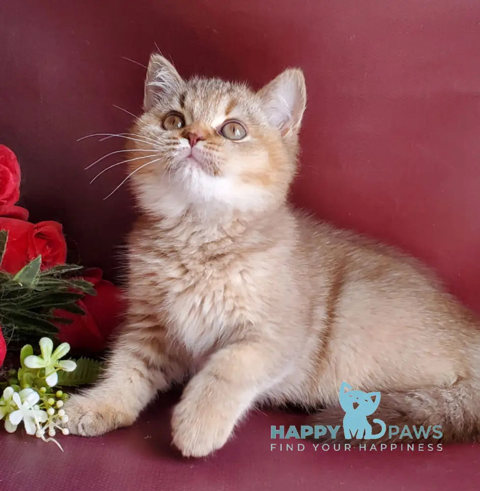 Vita British Shorthair female chocolate tortie golden shaded live animals