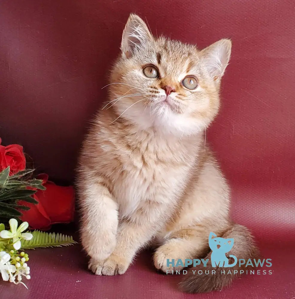 Vita British Shorthair female chocolate tortie golden shaded live animals
