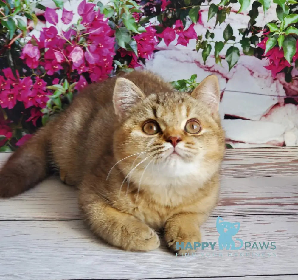 Vita British Shorthair female chocolate tortie golden shaded live animals